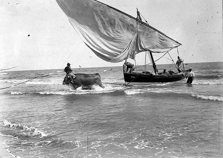 Bou arrossegant barca, foto feta per Martín vidal Romero (1900)